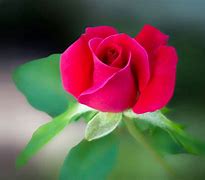 Image result for Beautiful Red Flowers