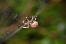 web bid how to recognize spiders by their webs bay nature magazine web bid how to recognize spiders by their webs bay nature magazine