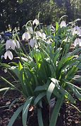 Image result for Galanthus Cedric Prolific