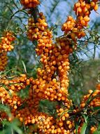 Hippophae rhamnoides Julia ਲਈ ਪ੍ਰਤੀਬਿੰਬ ਨਤੀਜਾ