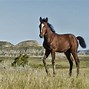 Image result for Mustang Horse