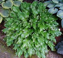 Image result for Hosta Frosted Raspberry