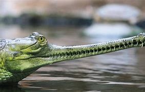Image result for Indian Gharial Crocodile