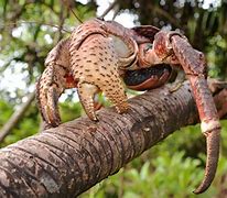 Image result for Largest Coconut Crab