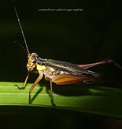 Image result for Black and Yellow Crickets