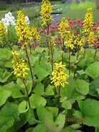 Image result for Ligularia hessei Laternchen