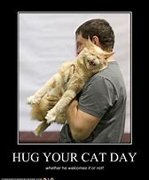 Image result for Funny Hug Your Cat Day