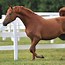 Image result for Morgan Horse Face