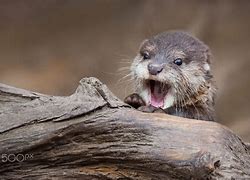 Image result for Baby Otter Face