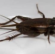 Image result for Black Crickets In-House