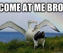 Image result for Albatross Meme