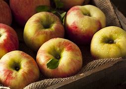 Image result for How to Plant Honeycrisp Apple Tree