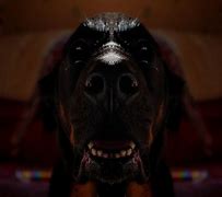 Image result for Distorted Doge