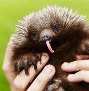 Image result for Echidna Tongue