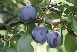 Image result for Prunus domestica Belle de Thuin