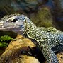 Image result for A Gray Lizard