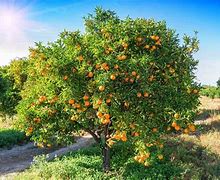 Image result for Types of Orange Trees