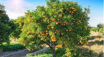 Image result for Small Orange Tree