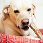 Image result for Dogs Chew iPhone