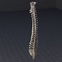 Image result for Human Spine Whip