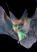 Image result for Cute Bat Eating Insects