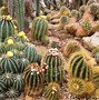 Image result for Barrel Cactus Types