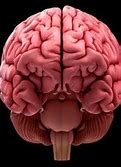 Image result for Human Brain Outline