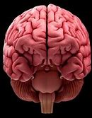 Image result for Underside of Human Brain