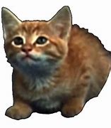 Image result for MTM Cat