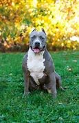 Image result for XL Pitbull