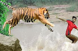 Image result for Attack Tiger Hunting Man