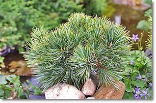 Image result for Pinus koraiensis China Boy