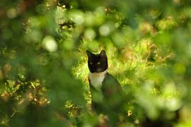 Image result for Half Black and White Cat