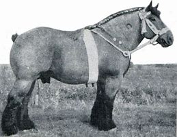 Image result for Draft Horse Clip Art Black and White