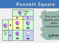 Image result for Punnett Square 2 Traits