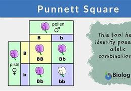 Image result for Punnett Square Male and Female