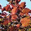 Image result for Prunus blireana