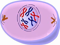 Image result for Mitosis Memz