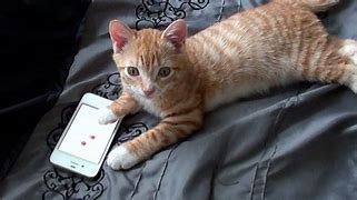 Image result for Cat with iPhone 13 Picture