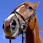 Image result for A Horse Bit