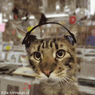 Image result for Cat Headphones Meme