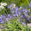 Image result for Agapanthus Marcus