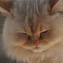 Image result for Fluffy Cat Ears