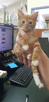 Image result for 16 Week Old Kitten