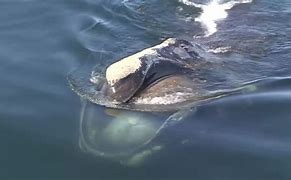 Image result for North Atlantic Right Whale Diet