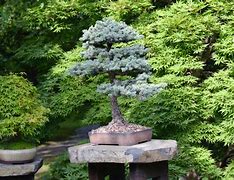 Image result for bonsai