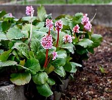 Image result for Bergenia Rosa Zeiten