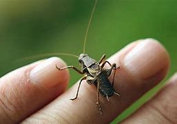 Image result for Types of Cricket Chirps