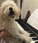 Image result for Dog On Piano Bench Pic