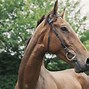 Image result for Riding Horse Breeds